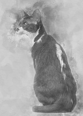 Rear view of an Oriental S