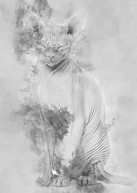 Sphynx Hairless Cat 4 year