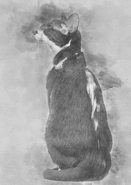 Rear view of an Oriental S