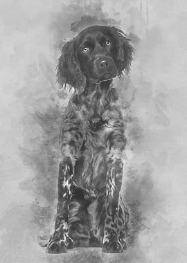 Munsterlander dog 9 month