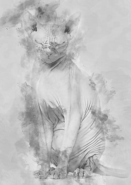 Sphynx Hairless Cat 4 year