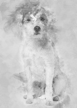 Parson Russell Terrier sit