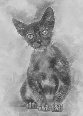 Kitten Lykoi cat 3 months