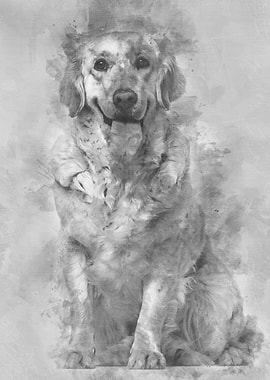 Labrador Retriever dog 1 y