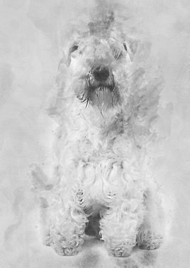 SoftCoated Wheaten Terrie