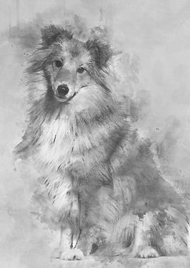 Shetland Sheepdog sitting