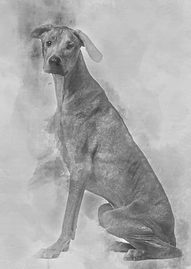 Rhodesian Ridgeback sittin