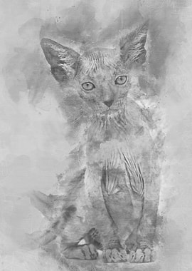 Kitten Lykoi cat 7 weeks o