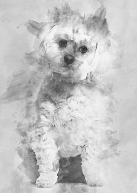 Maltese dog sitting agains