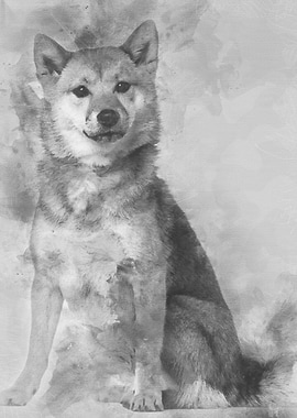 Shiba Inu 1 year old sitti