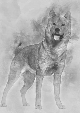 Shiba Inu standing in stud