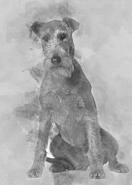 Irish Terrier 2 years old
