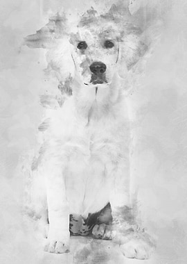 Polish Tatra Sheepdog sitt