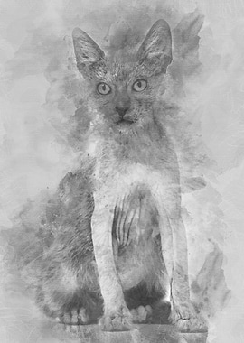 Kitten Lykoi cat 3 months