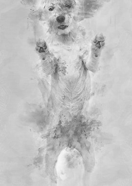 Parson Russell Terrier sta