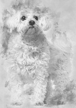Maltese 11 years old stand