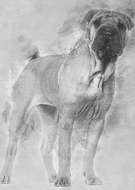 Shar Pei puppy 6 months ol