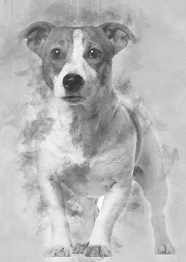 Jack Russell Terrier 16 mo