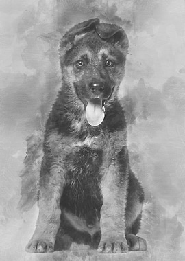 German Shepherd puppy 3 m