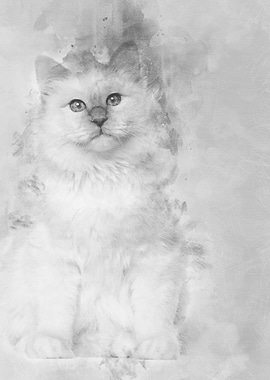 Portrait of Birman cat 6 m