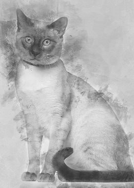 Siamese cat 8 months old s