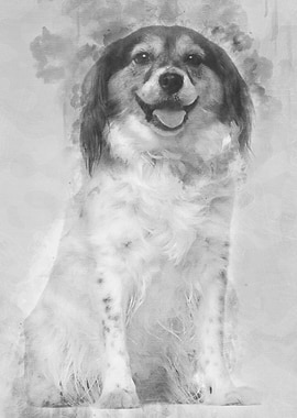 Papillon 7 years old sitti