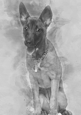Portrait of Belgian shephe
