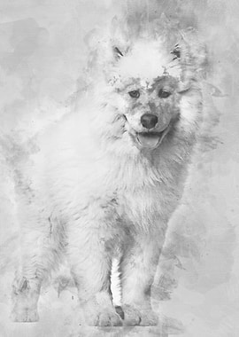 Samoyed puppy standing aga