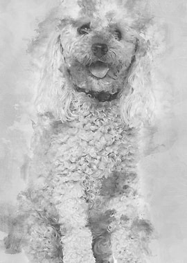 Poodle 13 years old sitt