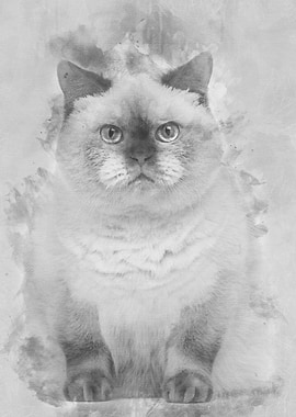 Fat British Shorthair 25