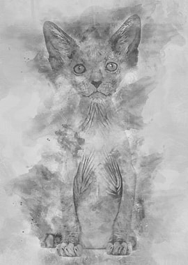 Kitten Lykoi cat 7 weeks o