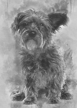 Mixedbreed dog 3 years ol