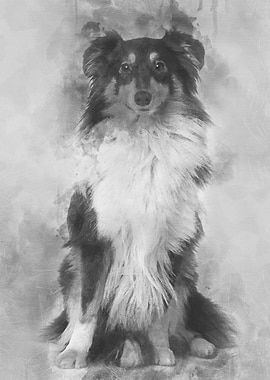 Shetland Sheepdog 2 years