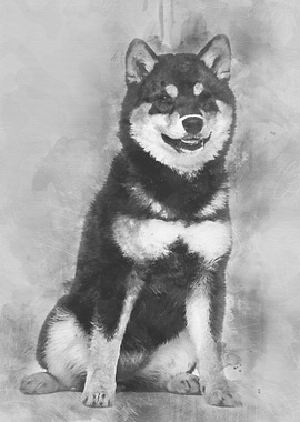 Shiba Inu puppy 45 month