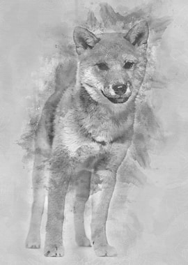 Shiba Inu dog standing aga