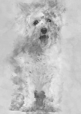 Maltese dog 3 years old si