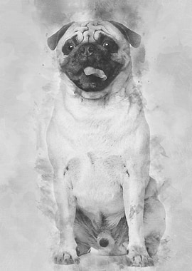 Pug 3 years old sitting ag
