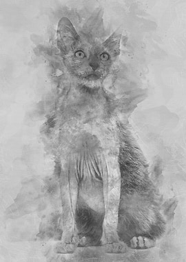 Kitten Lykoi cat 3 months