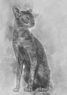 Lykoi cat also called the