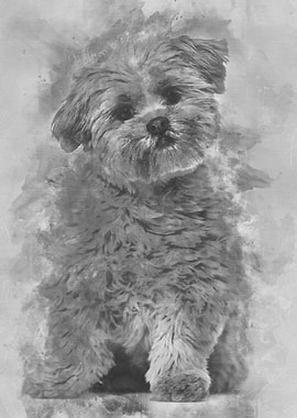 Lhasa apso dog 8 months ol