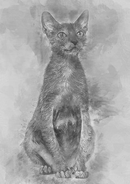 Lykoi cat also called the