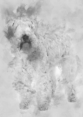 SoftCoated Wheaten Terrie
