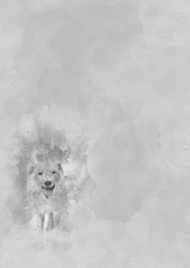 Parson Russell terrier uri