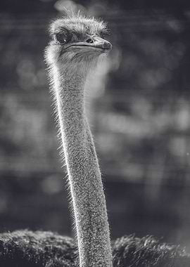 Portrait of an Ostrich
