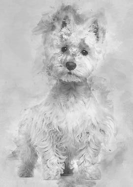 West Highland White Terrie