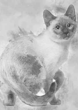 Thai kitten 4 months old s