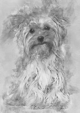 Yorkshire Terrier sitting