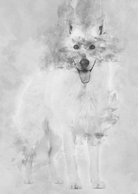 Swiss Shepherd dog 5 years