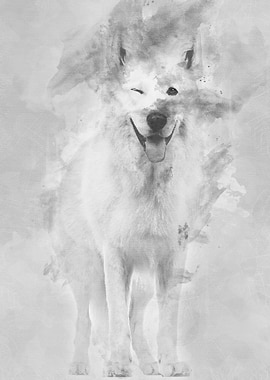 Swiss Shepherd dog 5 years