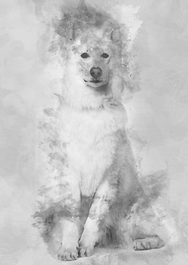 Swiss Shepherd dog 3 years